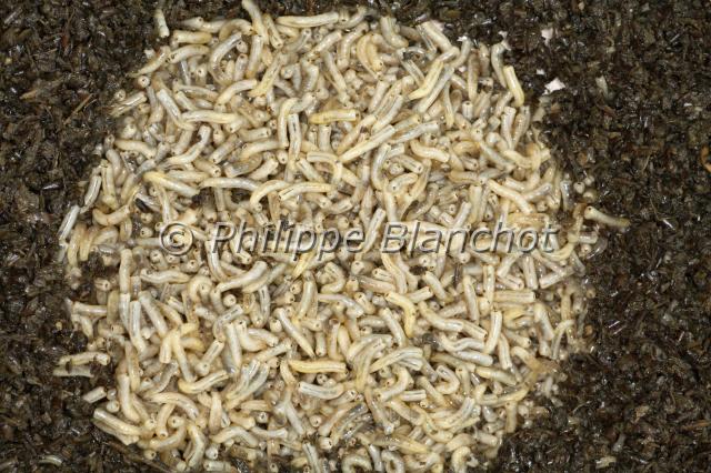 asticots musca.JPG - Asticots de la mouche domestique (Musca domestica)Maggots of house flyDiptera, MuscidaeFrance